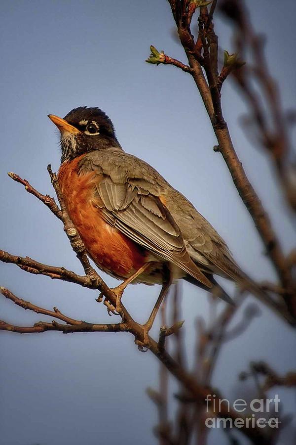 Robin Photograph - Little Robin by Gaby Swanson Robin Photograph - Little Robin by Gaby Swanson