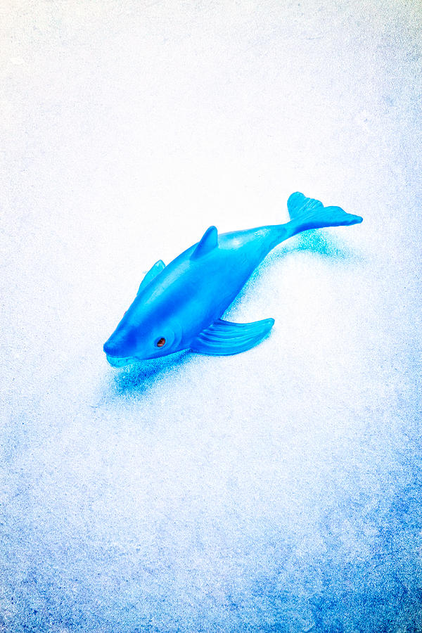 Little Rubber Fish Photograph by YoPedro - Pixels