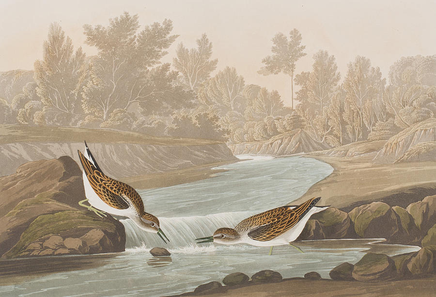 John James Audubon Painting - Little Sandpiper by John James Audubon