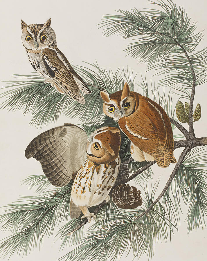 John James Audubon Painting - Little Screech Owl  by John James Audubon