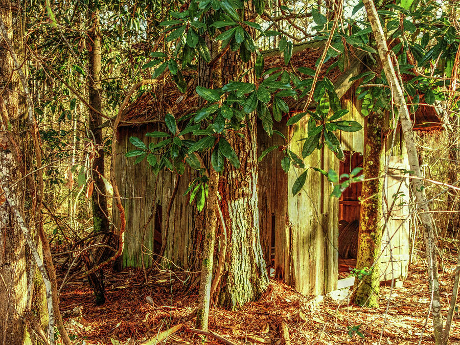 Little Shack in the Woods Photograph by Lanita Williams