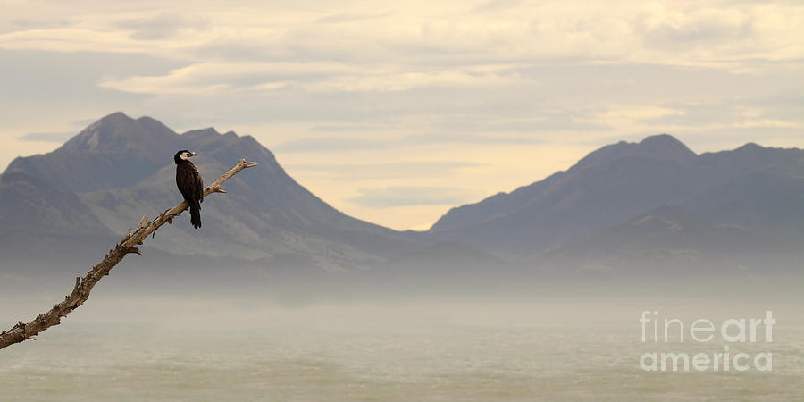 Little Shag Above Mountains And Ocean Photograph by Max Allen