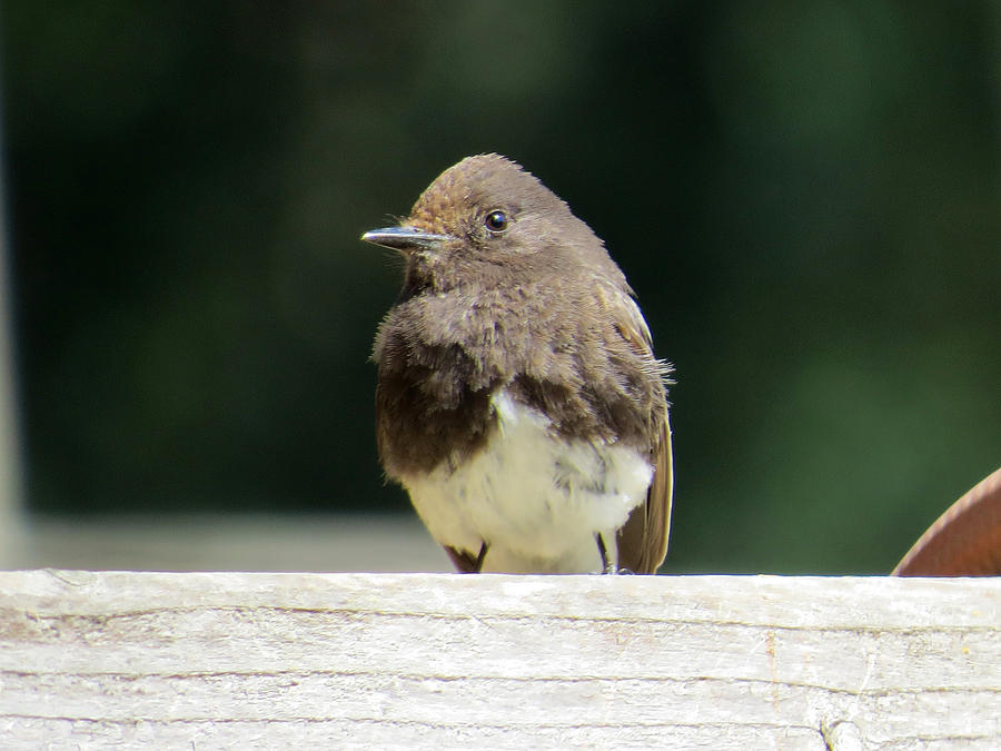 Little Sparrow Photograph
