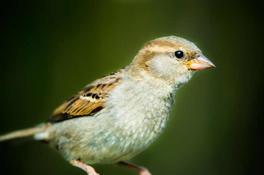 Little Sparrow Photograph by Karina - Fine Art America