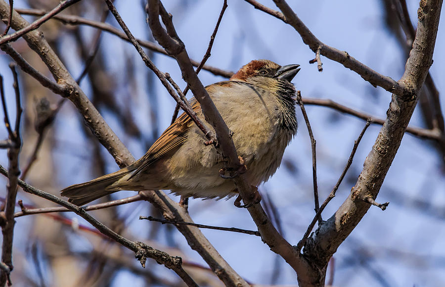 Little Sparrow Photograph by Ray Congrove