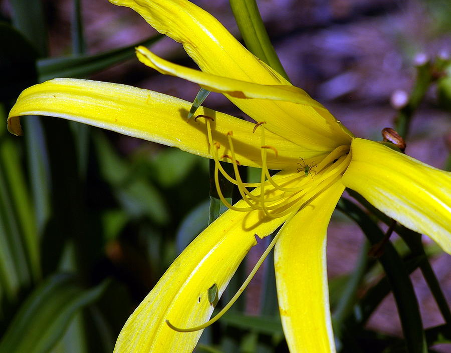 Flower Photograph - Little Spider by Don Prioleau Flower Photograph - Little Spider by Don Prioleau