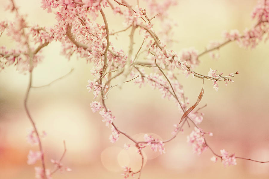 Delicate Spring Blossoms Photograph by Toni Hopper