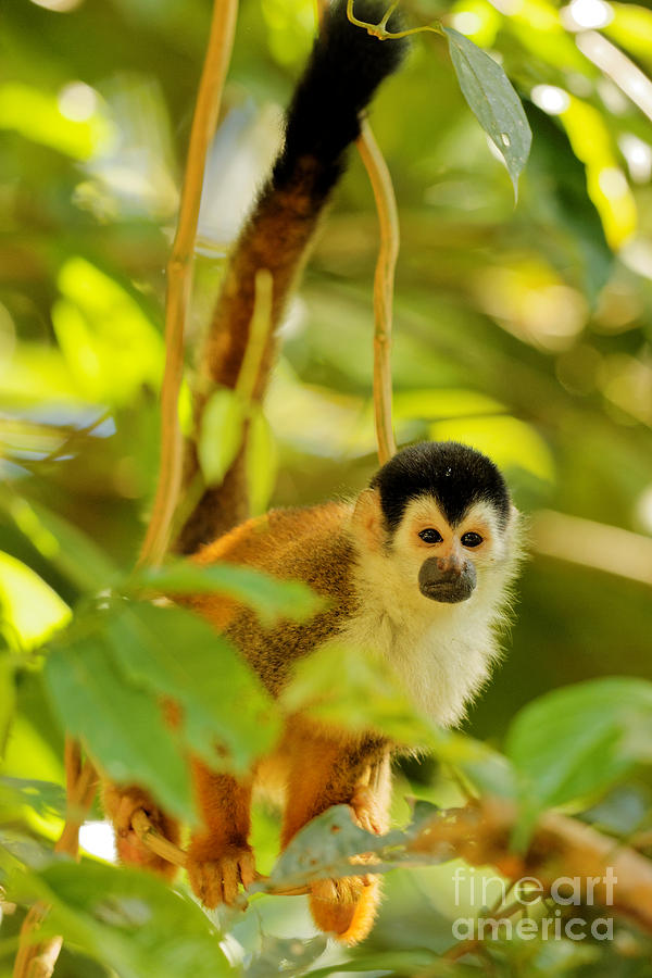 Little Squirrel Monkey Photograph by Natural Focal Point Photography