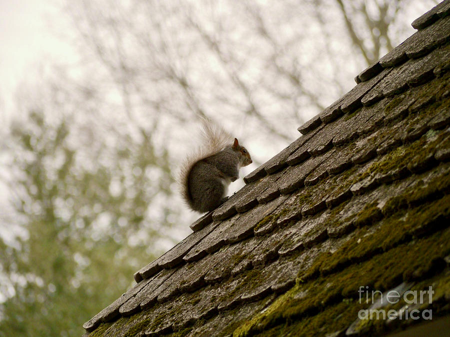 Little Squirrel on a Rooftop Photograph by Rachel Morrison