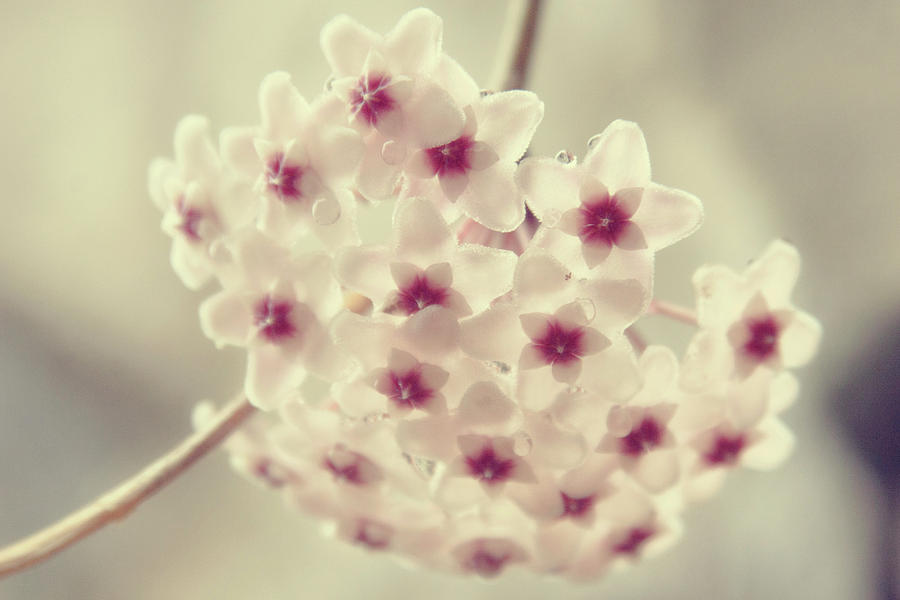 Flower Photograph - Little stars by Toni Hopper