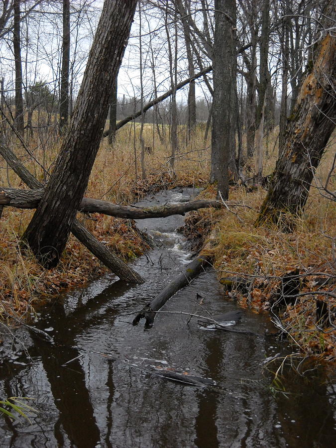 Little Stream Flowing in Woods Photograph by Kent Lorentzen