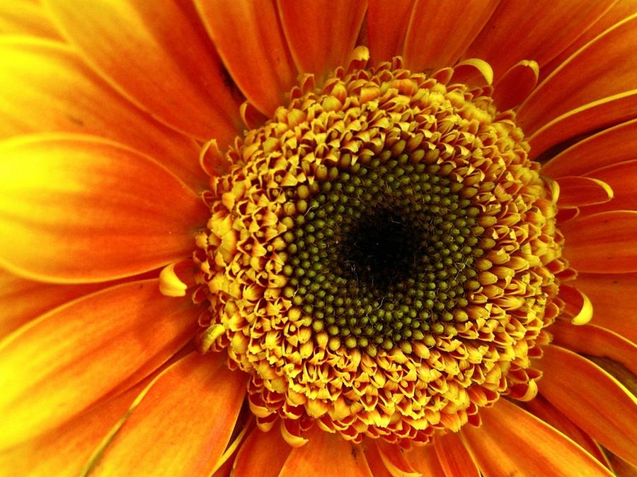 Sunflower Photograph - Little Sun by Rhonda Barrett
