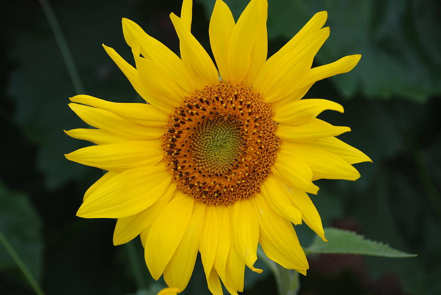 Little Sunflower Photograph by Brian Williams - Fine Art America