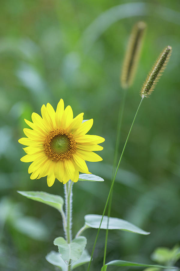 Little Sunflower That Could Photograph by Sara Hudock