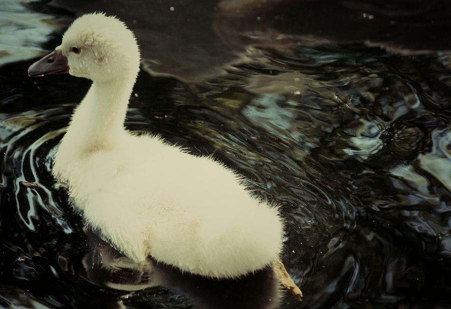 Little Swan Photograph by The Art Of Marilyn Ridoutt-Greene
