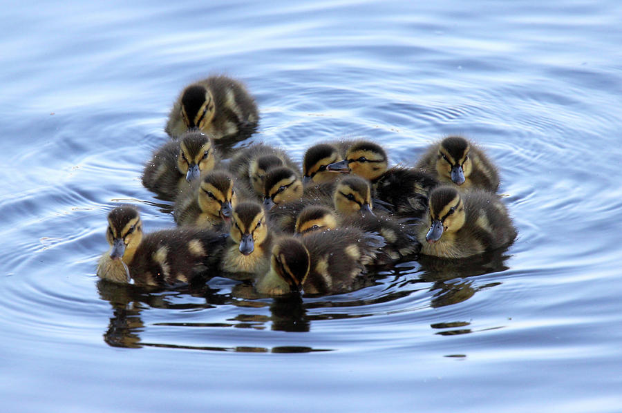 Little Swimming Ducklings Photograph by Sue Feldberg | Fine Art America