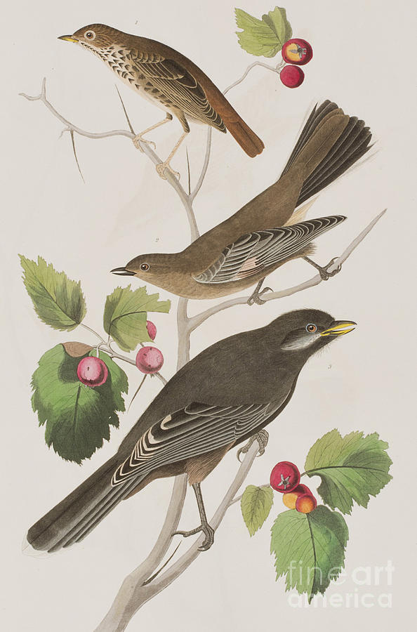 John James Audubon Painting - Little Tawny Thrush and Canada Jay by John James Audubon