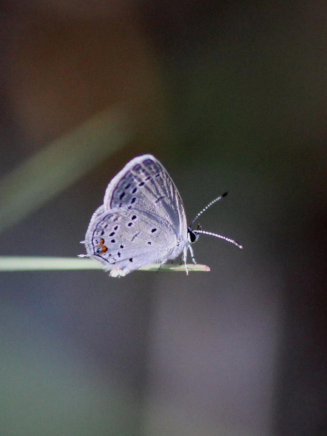 Butterfly Photograph - Little Teeny - Butterfly by Travis Truelove