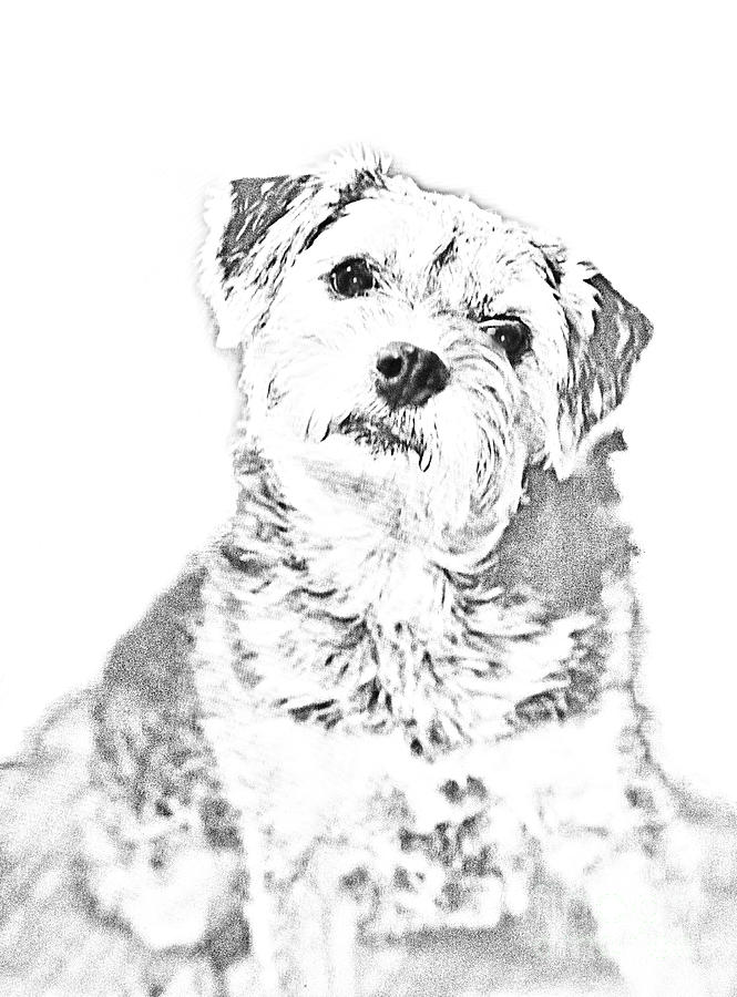 Little Terrier Sketch Digital Art by Linda Phelps