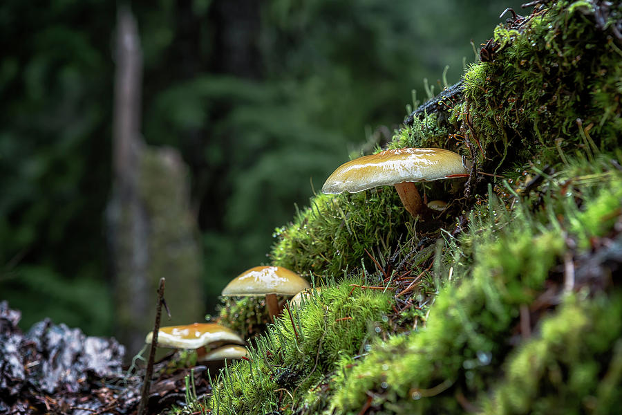 Little Things in a Big Forest Photograph by Belinda Greb