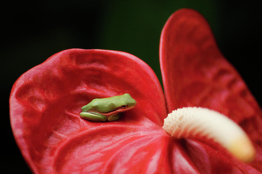 Frog Photograph - Little Thinker by Dan Jordan