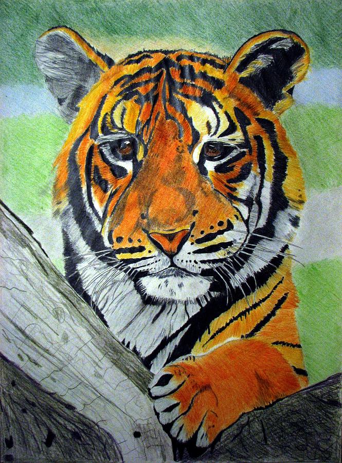 Yawning tiger drawing | Colored pencils on grey paper :) | By Jasmina  SusakFacebook