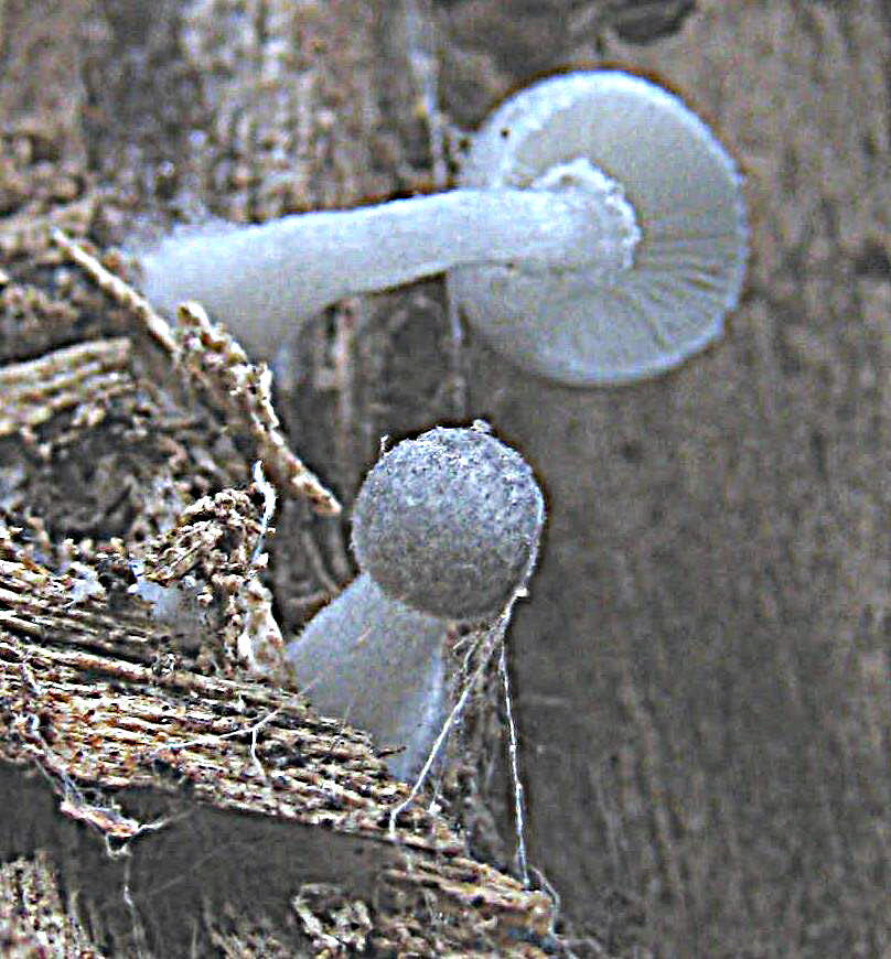 Little Tiny Fungi Photograph by John King I I I