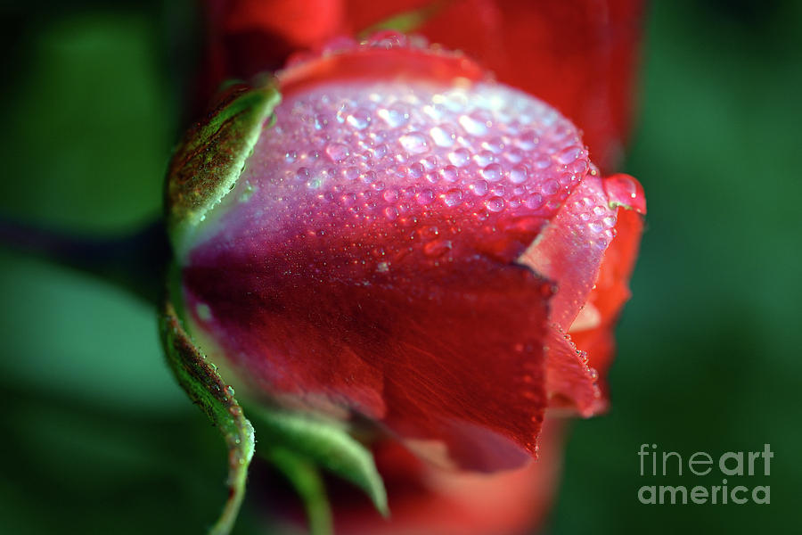 Little Tiny Rose Photograph by Terry Elniski