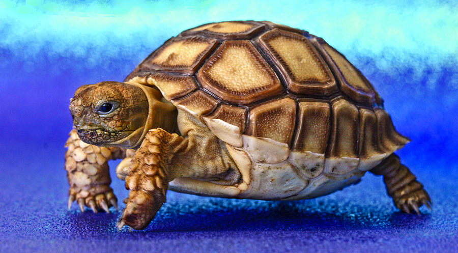 Little Tortoise Photograph by Jean Noren