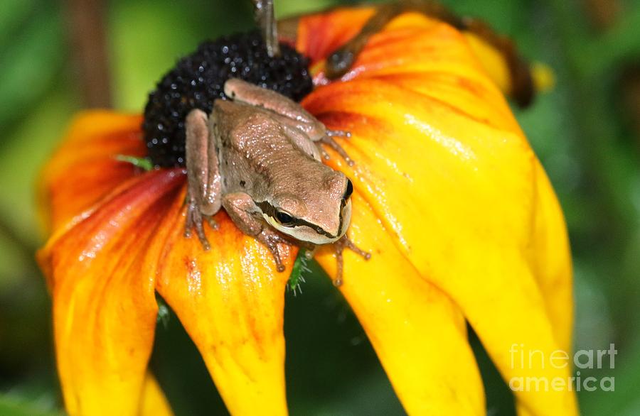 Little Tree Frog on Flower Photograph by Nick Gustafson