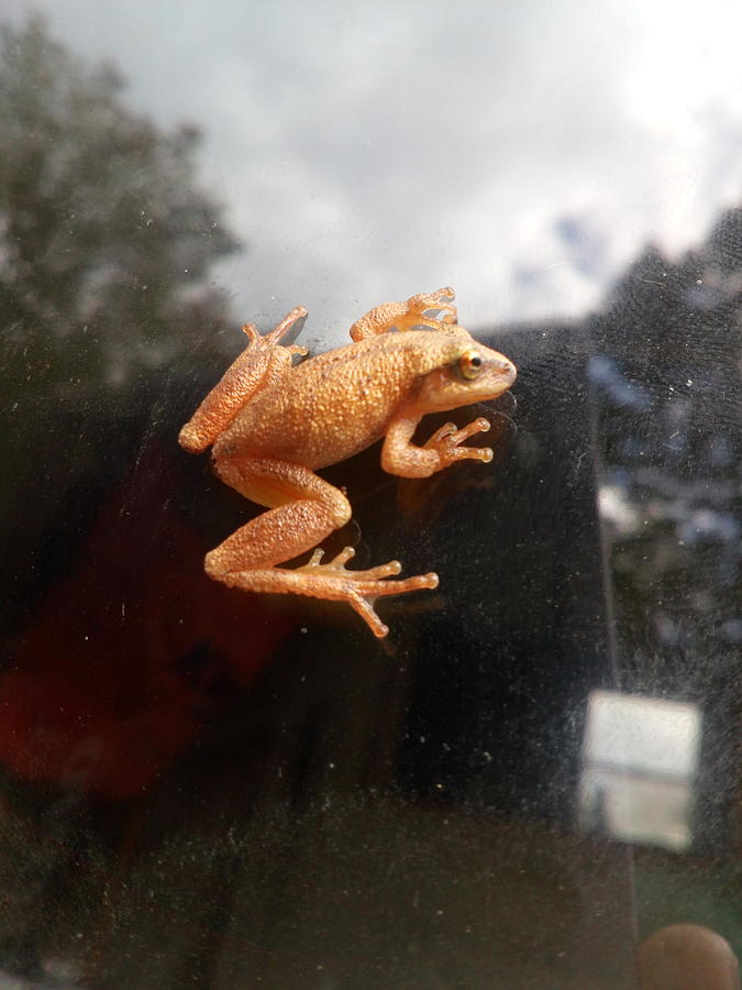 Little tree frog Photograph by William Carrow - Pixels