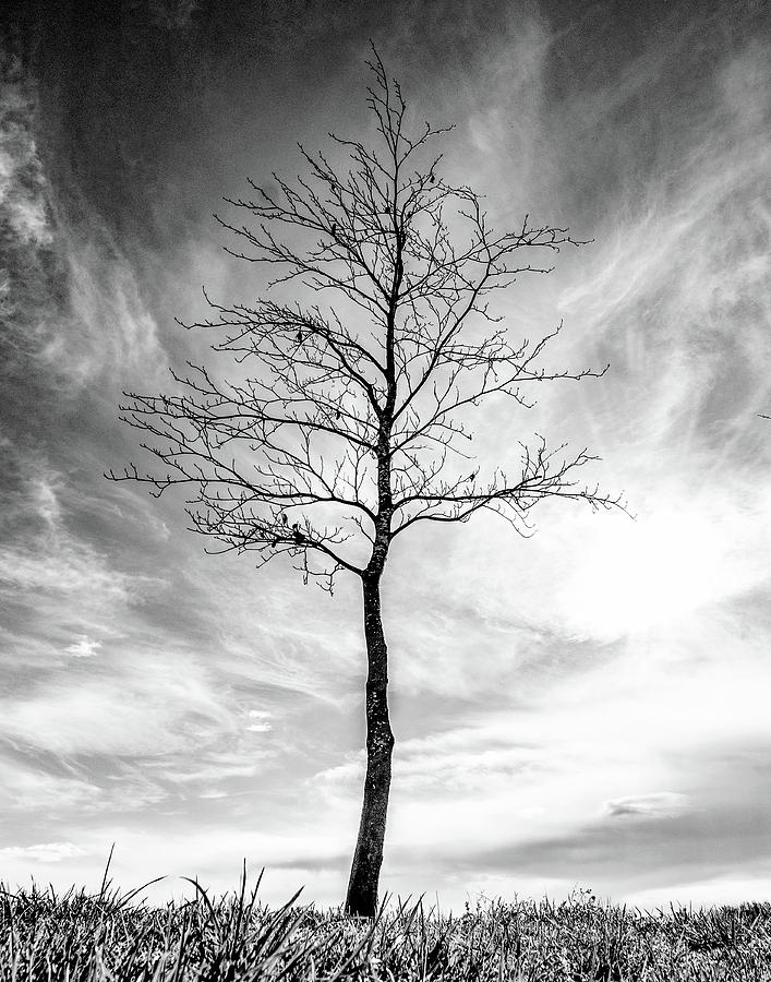 Little Tree Photograph by Roseanne Jones
