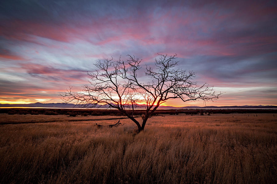 Little Tree Sunset Photograph by Wesley Aston