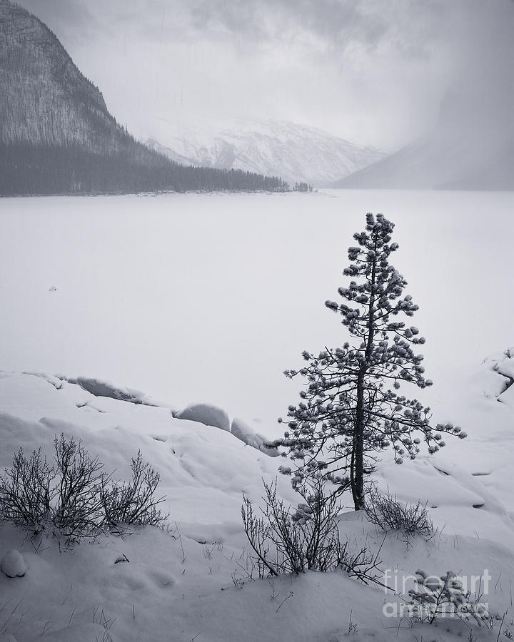 Little Tree Under Snowfall Photograph by Royce Howland
