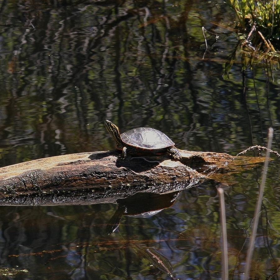 Little Turtle Digital Art by Allison Myrah - Fine Art America