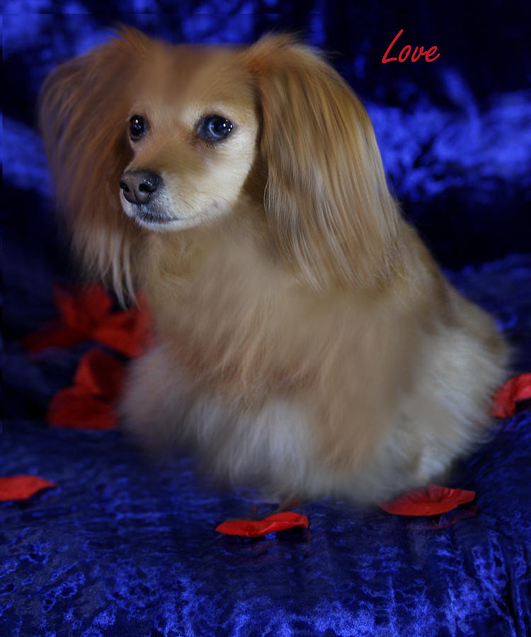 Dog Photograph - Little Valentine by Patricia Healey