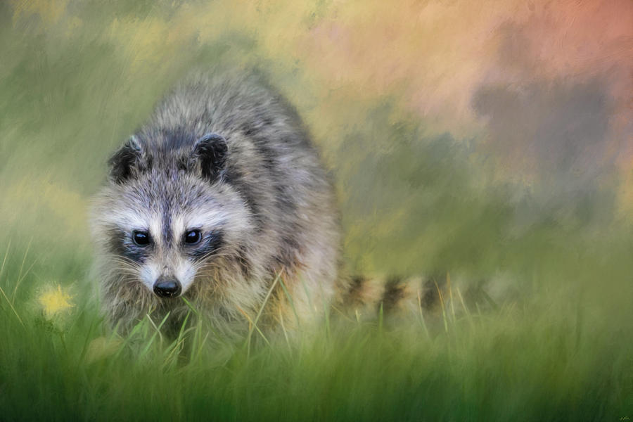 Little Wash Bear Raccoon Art Photograph by Jai Johnson