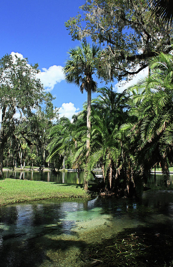 Little Wekiva by Kristin Elmquist Little Wekiva by Kristin Elmquist