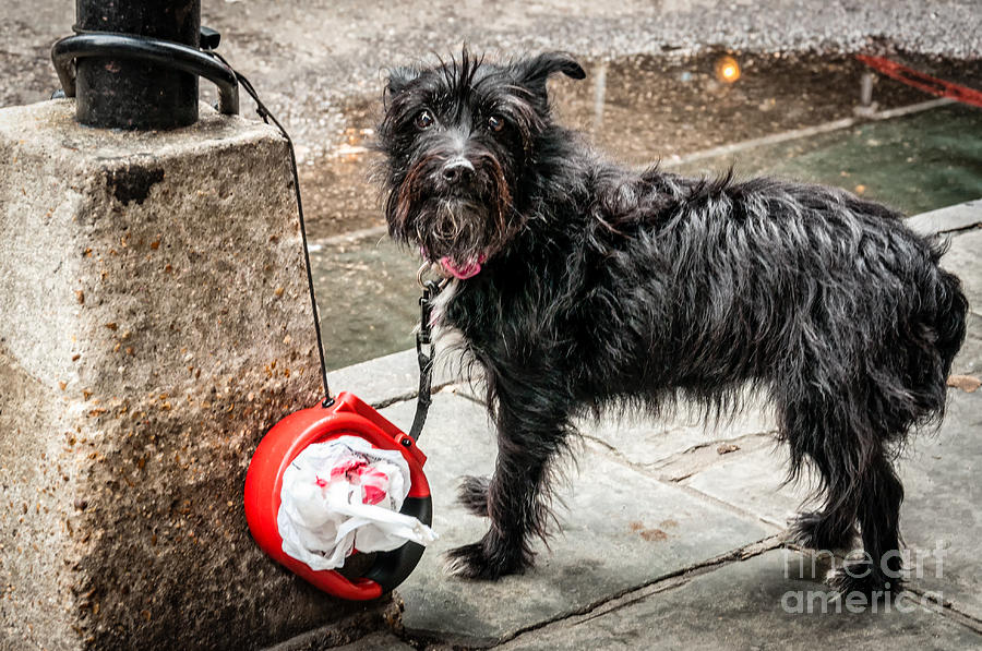 Little Wet Puppy in French Quarter Photograph by Kathleen K Parker