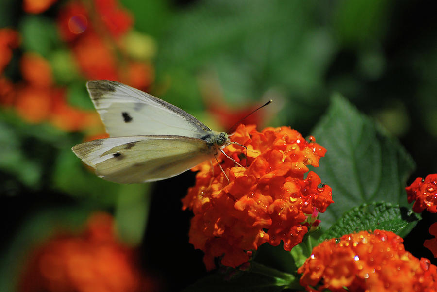 Little White Butterfly Photograph by Lori Tambakis
