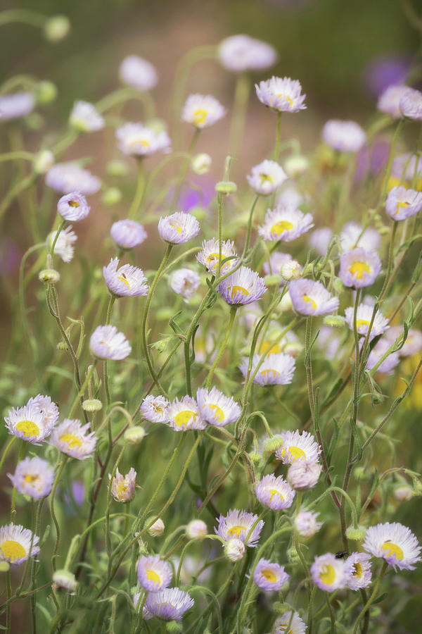 Little White Daisies and A Hint of Purple  Photograph by Saija Lehtonen