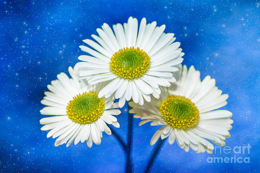 Little White Daisy Flowers Photograph by Mimi Ditchie