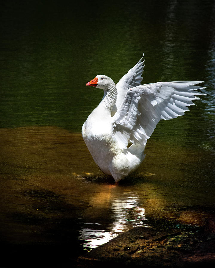 Little White Duck Photograph by Jolynn Reed