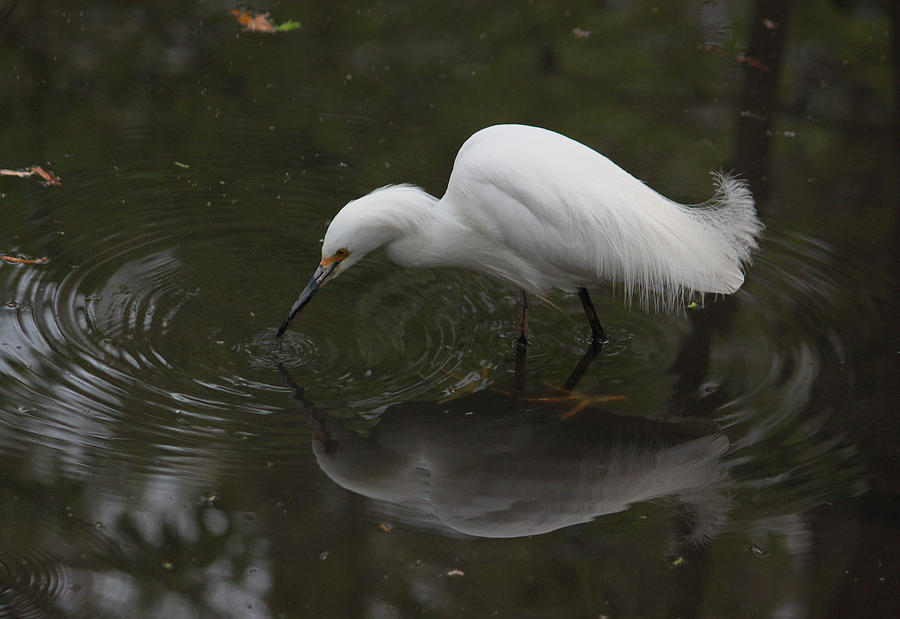Little White Egret III Photograph by Suzanne Gaff