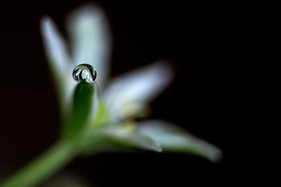 Little white flower with drop Photograph by Wolfgang Stocker