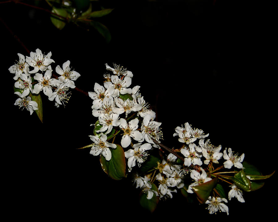 Little White Flowers Photograph by Karen Harrison Brown