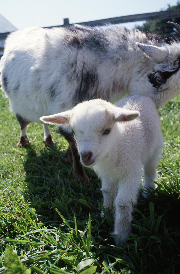 Little White Goat Photograph by Gregory Blank