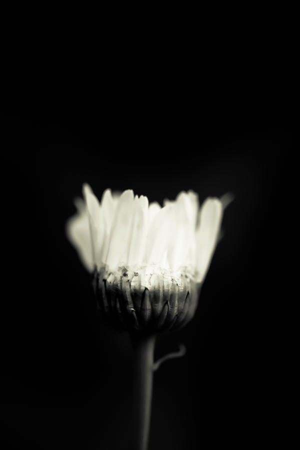 Black And White Photograph - Little White Hello by Shane Holsclaw