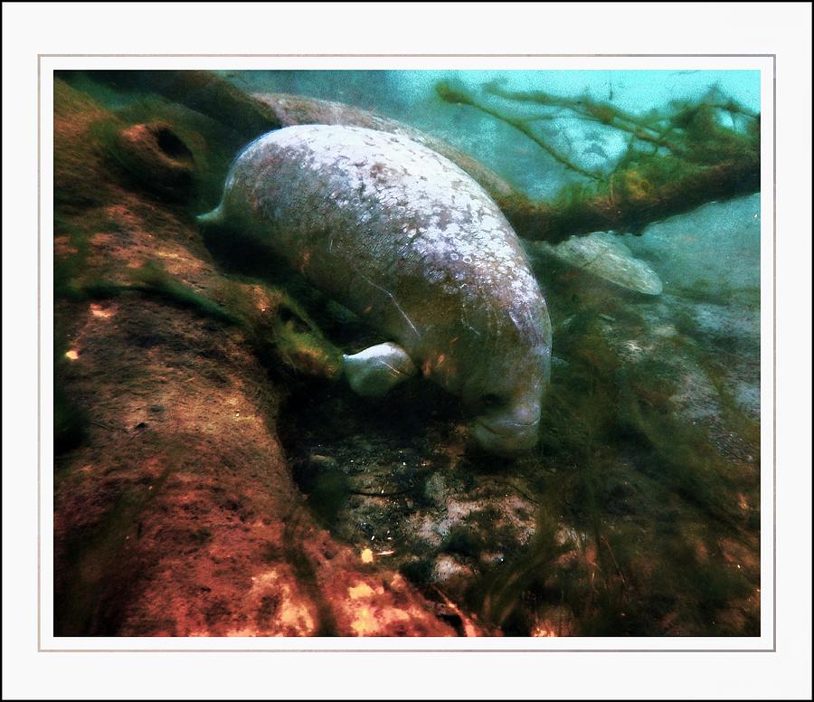 Little White Manatee Photograph by Sheri McLeroy