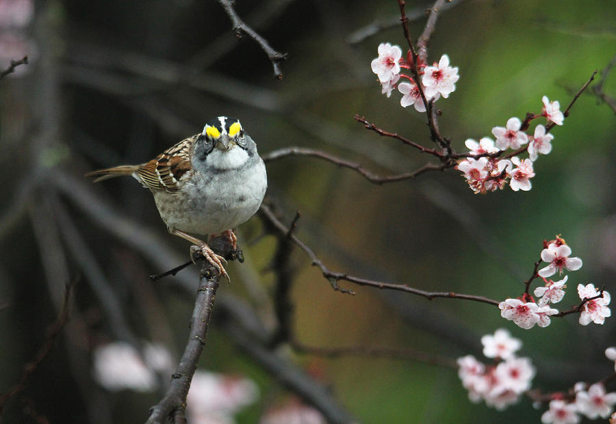 Little White Throated Sparrow Photograph by Trina Ansel